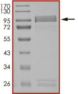EGFR (d746-750 T790M L792F), Active